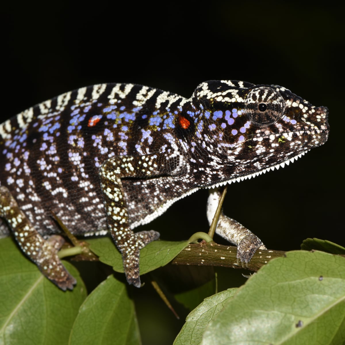 Chameleon last seen a century ago rediscovered in Madagascar | Wildlife | The Guardian