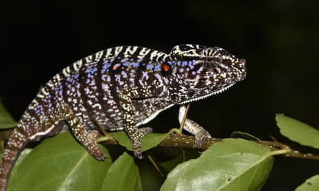 One of the Voeltzkow’s chameleons spotted in Madagascar