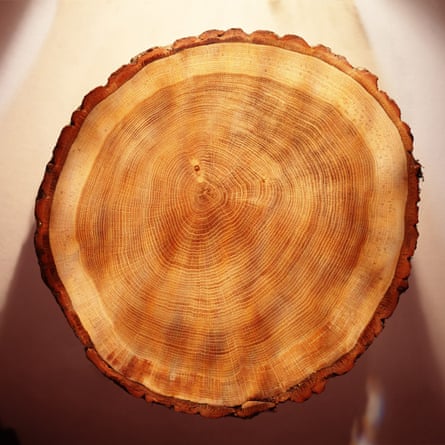 Growth rings in a modern tree trunk