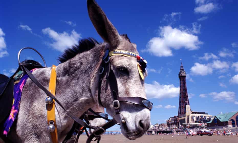 A donkey in front of Blackpool Tower