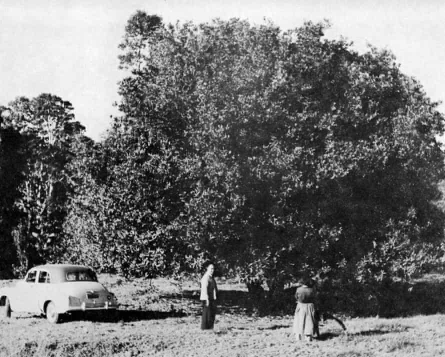 Collecting macadamias near Billinudgel, New South Wales, in 1948