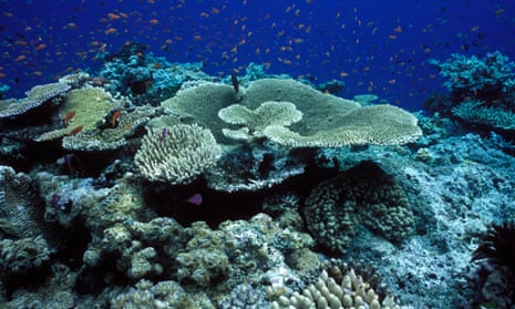 Coral and fish in the Great Barrier Reef