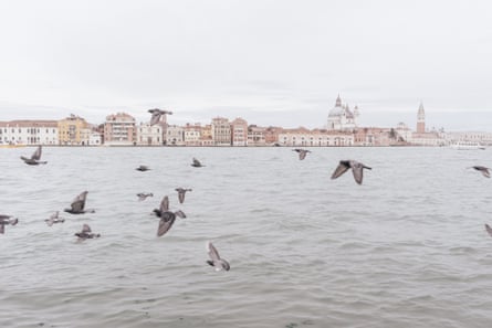 Birds fly over the Giudecca canal