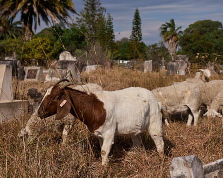 A goat and sheep grazing in a cemetery