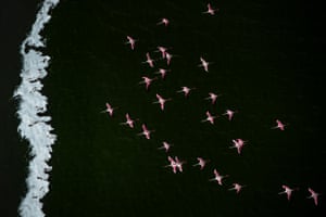 Flamingos over Lake Turkana, Kenya