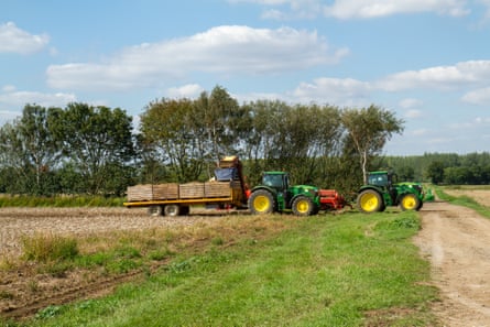 Two tractors harvesting Bedfordshire potatoes in the September sunshine.