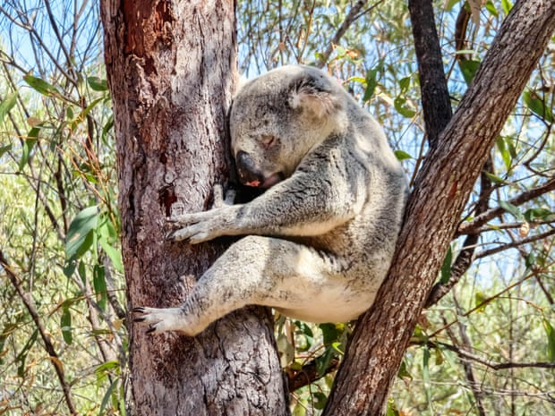 A koala sleeping in a eucalyptus tree. The IUCN red list update revealed that almost 25% of all eucalyptus species are threatened with extinction.