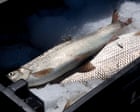 Great Lakes' Iconic Lake Whitefish Faces Extinction Due to Invasive Mussels