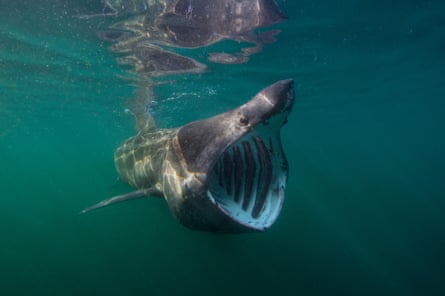 A basking shark feeding at the surface on plankton off the Isle of Coll, Inner Hebrides, Scotland.