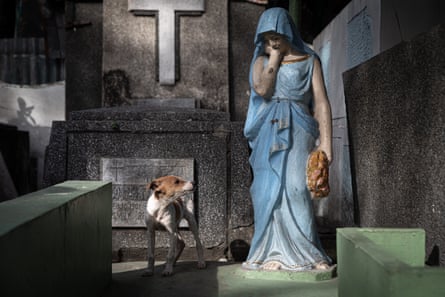 A dog looks at a statue of Mary