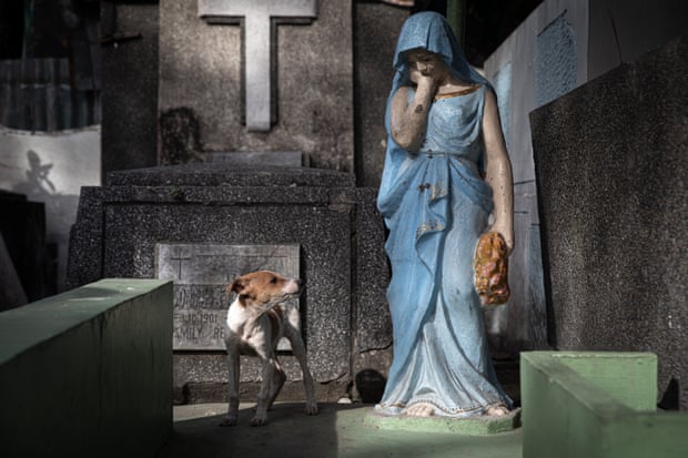 Dogs and humans live among the gravestones in Pasay cemetery, Philippines Dogs and humans live among the gravestones in Pasay cemetery, Philippines