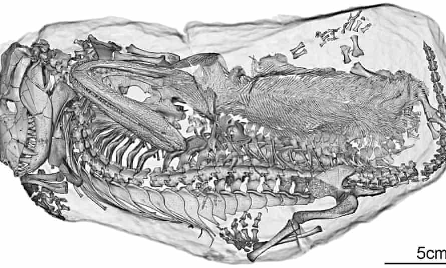 3D top view of contents in a cave: thrinaxodon and broomstega.