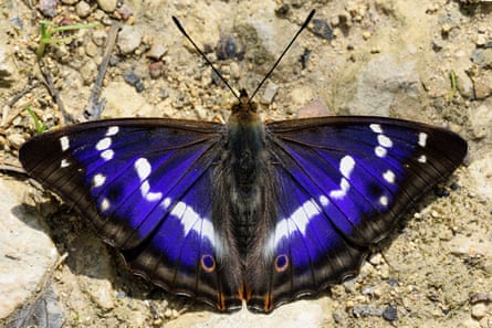 Purple Emperor, Apatura iris, with spread wings sitting on soil
