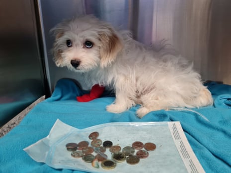 Daisy, a 12-week-old Bichon Frise cross, was taken to the vet after she started vomiting and stopped eating. X-rays revealed she had swallowed 20 coins from her owner’s missing purse.  