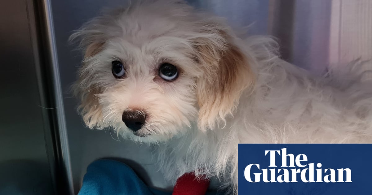 Pound dog blues: puppy has surgery after swallowing 20 coins from owner’s purse