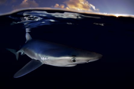 A blue shark swims near the Azores.