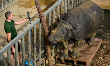 A greater one-horned rhino is weighed at Whipsnade Zoo in Dunstable to keep track of its health and wellbeing.