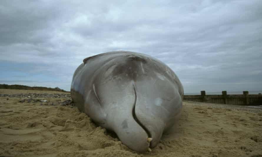 An adult males Cuvier’s beaked whale stranded. There are growing concerns US military activity - including sonar - off Guam and the Mariana Islands is contributing to whale strandings