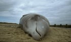 Whale stranding increase may be due to military sonar exercises, say experts