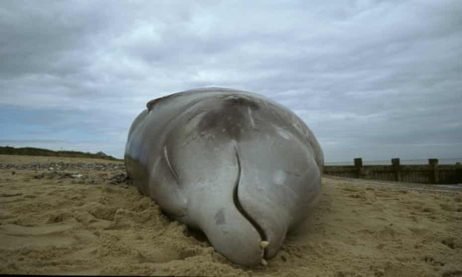 An adult male Cuvier’s beaked whale stranded in Ostend, Norfolk.