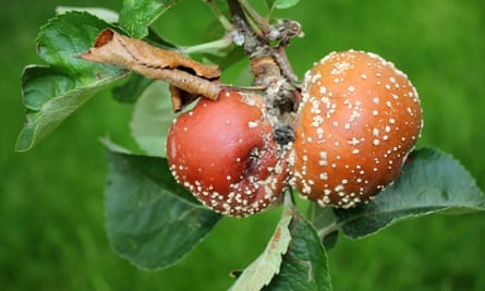 Doença fúngica da podridão parda em maçãs.