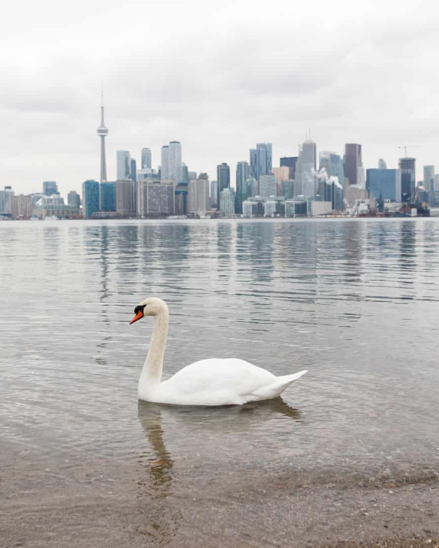The view of the Toronto skyline from Toronto Island.