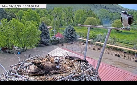 A close up view of a nest with a bird sitting on it; another bird perches next to it, while beneath farm buildings, trees and fields can be seen.