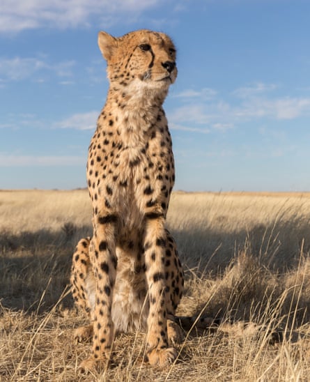 A male cheetah on a reserve in South Africa