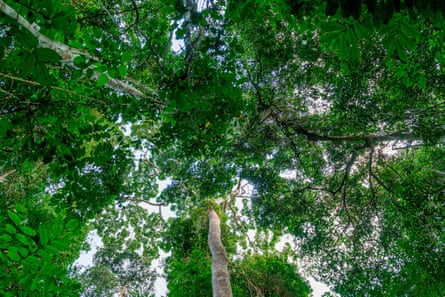 The forest canopy in Odzala-Kokoua national park, Republic of the Congo.