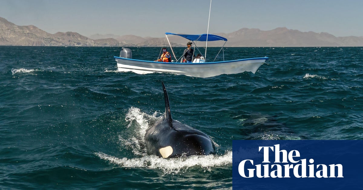 Swimming with orcas is out of control': can new rules keep tourists and Mexico's whales safe?