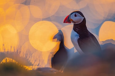 A puffin at sunset