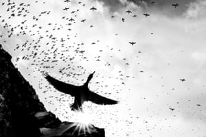 Black and White. The Giant. ‘Using a wide-angle lens, I photographed a shag taking off on the Norwegian island of Hornøya. In the image it looks like a gigantic bird flying over all the others, but in reality the bird is flying very close to the lens and therefore appears much larger. Because of the very small aperture, the sun is captured as a star through the blades of the lens. The conversion to black and white reinforces the confusing perspective, as the details are hard to see and it is more difficult to determine the birds’ relative size.’