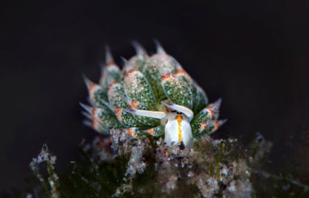 Picture showing the leaf-like branches on its back