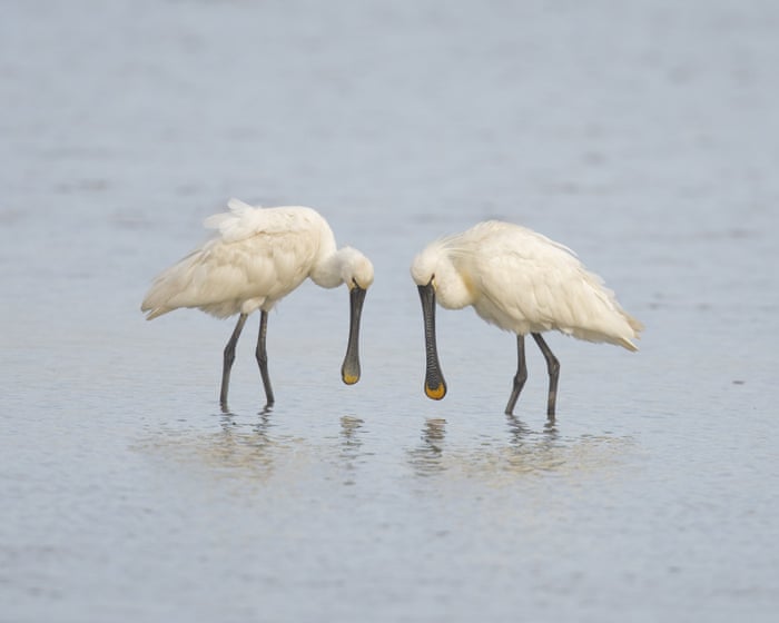 Country diary: A wet walk is worth it for the spoonbills | Elizabeth-Jane Burnett