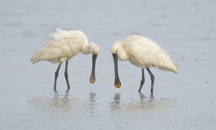 Two adult spoonbills (Platalea leucorodia), standing in water, Cley Marshes, Cley-next-the-sea, Norfolk