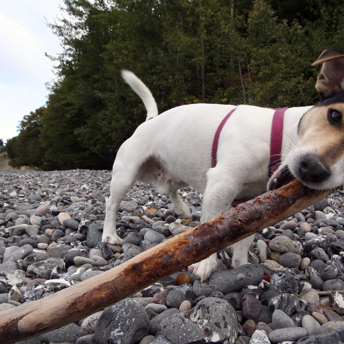 Why You Shouldnt Throw Sticks For Dogs