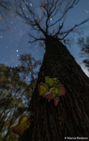 Fungus on a tree at night