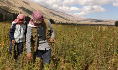 Syrian refugees work in a field of cannabis plants in the village of Yammoune in Lebanon’s Bekaa Valley