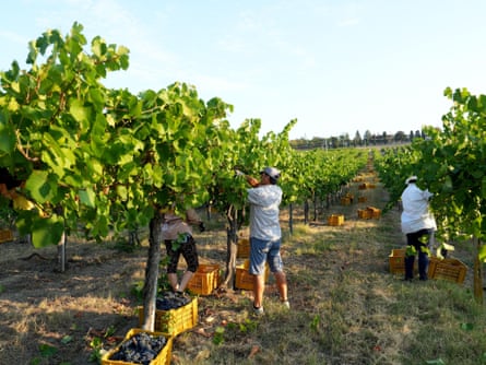 Pinot noir harvest in Calvignano, in the Oltrepo Pavese vineyards.