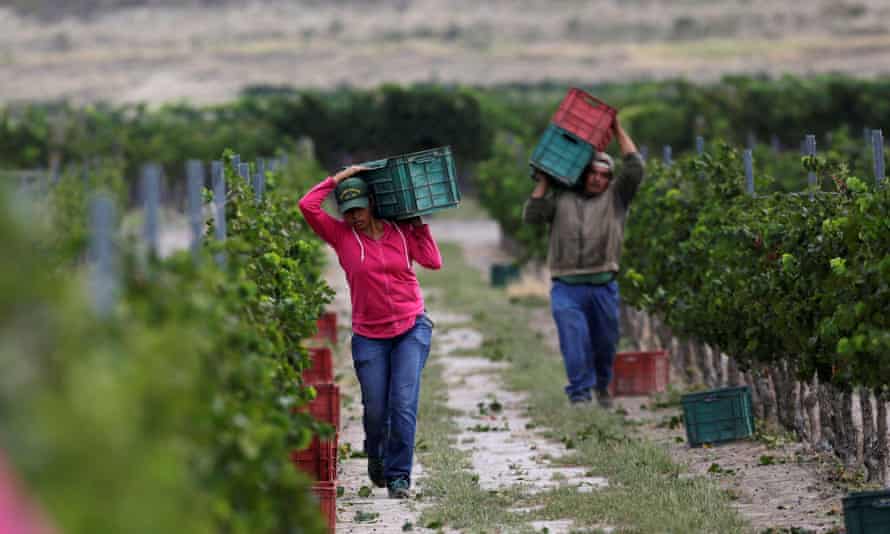 Los trabajadores recolectan uvas durante la cosecha en Gaza Maduro.