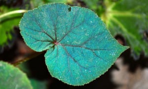 Small wonder: a leaf from cool shade lover, Begonia pavonina.