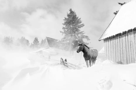 A horse in snow and wind