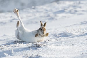 Rolling Mountain Hare by Kate MacRae