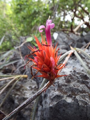 Acanthostachys calcicola, a bromeliad, was discovered in Brazil