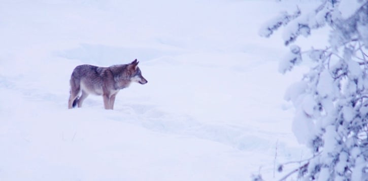 POLL: Should Finland's 235 wolves be culled? 5315