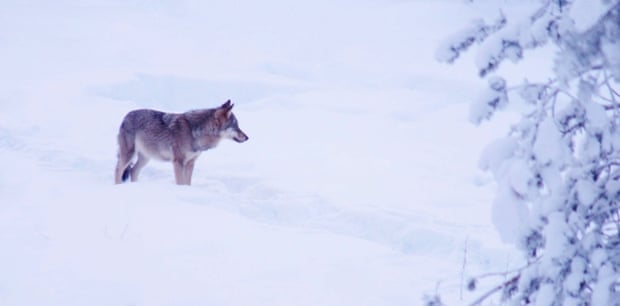 A European grey wolf (Canis lupus lupus), in snowy landscape, Finland