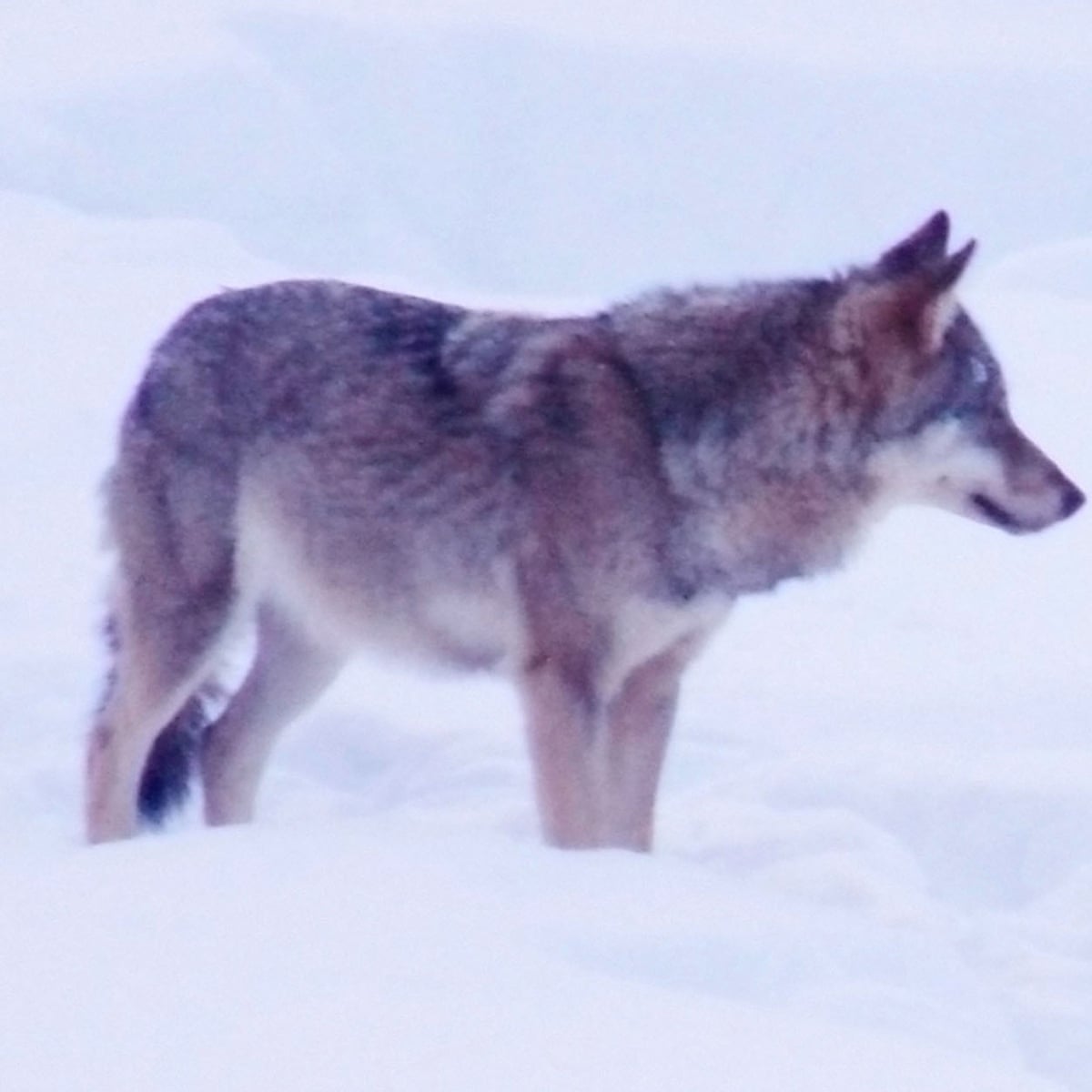 It S Very Scary In The Forest Should Finland S Wolves Be Culled World News The Guardian