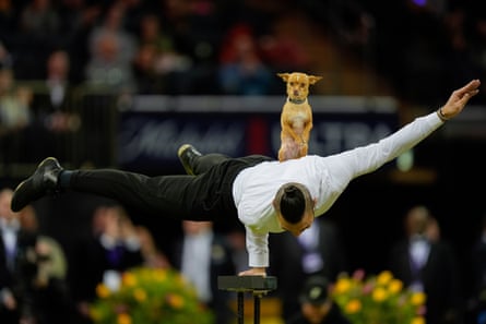 A man performs gymnastics with a chihuahua sitting on his back