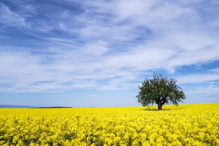 A tree in a rapeseed fields with bright-yellow flowers