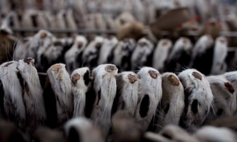 Mink pelts hang to dry at a mink farm in Harbin, China.